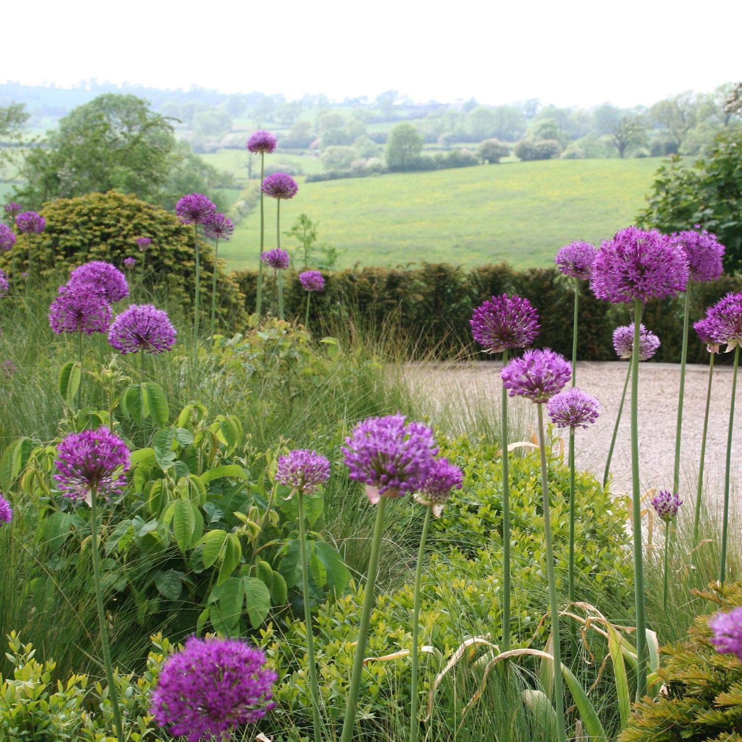 Saddington Hall 12 Drumsticks of allium heads provide seasonal accent and contrast to the naturalistic soft grasses