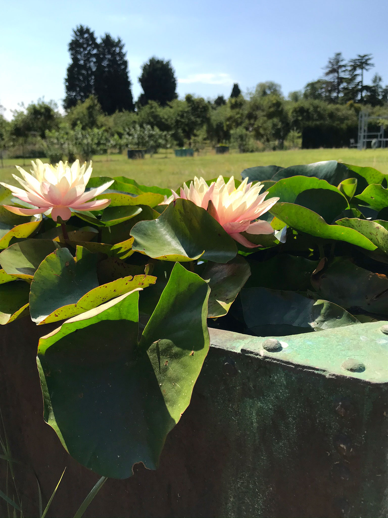 Monkton water feature - Peter Eustance Symphonic Gardens